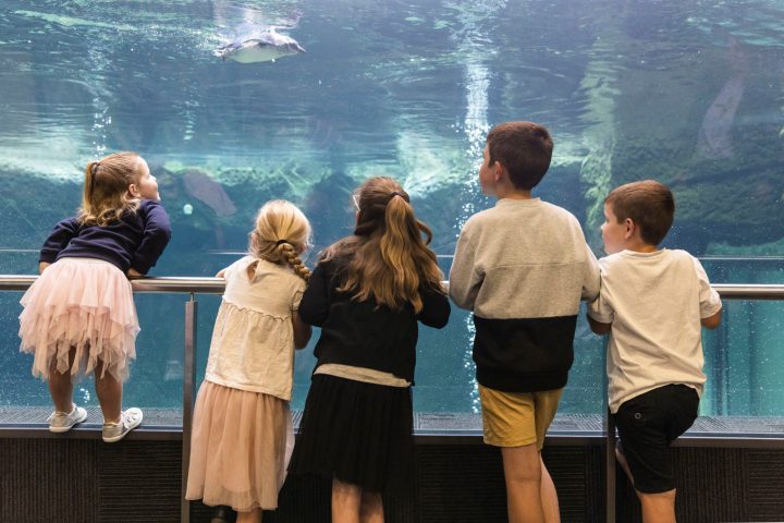 a group of kids watching penguins