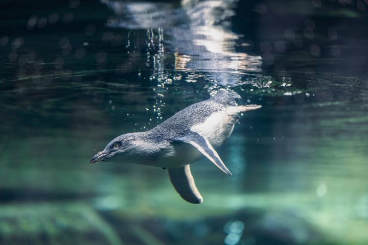 a bird flying over a body of water